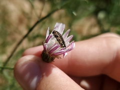Acmaeodera hepburnii