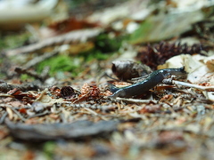 Plethodon metcalfi