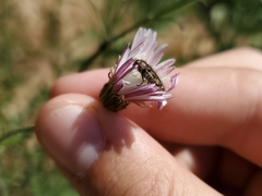 Acmaeodera hepburnii