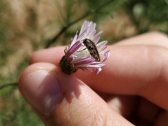 Acmaeodera hepburnii