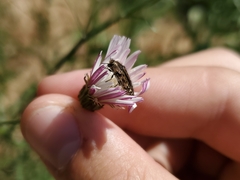 Acmaeodera hepburnii