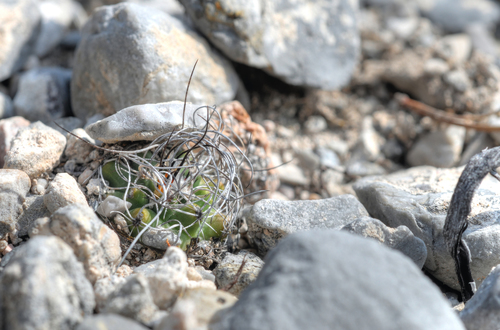 Turbinicarpus pseudomacrochele ssp. lausseri