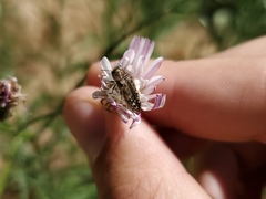 Acmaeodera hepburnii