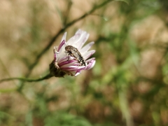 Acmaeodera hepburnii