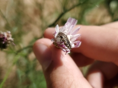 Acmaeodera hepburnii
