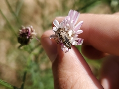 Acmaeodera hepburnii