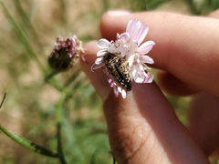 Acmaeodera hepburnii