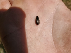 Acmaeodera hepburnii