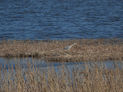 Ardea cinerea