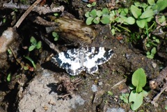 Rheumaptera hastata