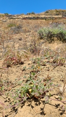 Chorizanthe cuspidata cuspidata