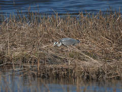Ardea cinerea
