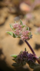 Chorizanthe cuspidata cuspidata