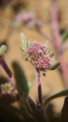 Chorizanthe cuspidata cuspidata