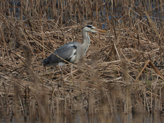 Ardea cinerea