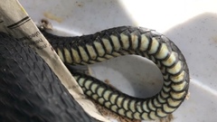 Dispholidus typus typus