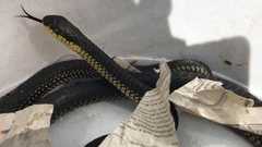 Dispholidus typus typus