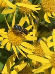 Osmia georgica
