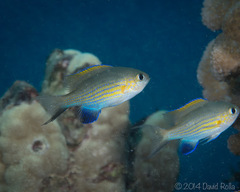 Pycnochromis vanderbilti