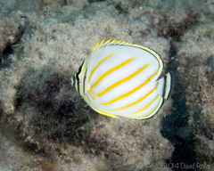 Ornate Butterflyfish photo 5