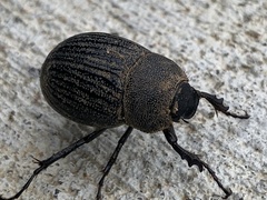 Phyllophaga cribrosa