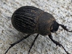 Phyllophaga cribrosa