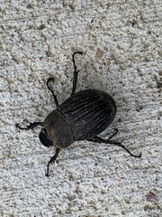 Phyllophaga cribrosa