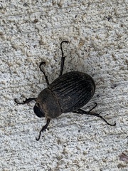 Phyllophaga cribrosa