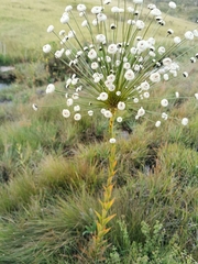 Paepalanthus chiquitensis