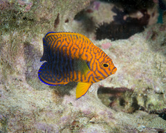 Centropyge potteri