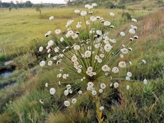 Paepalanthus chiquitensis