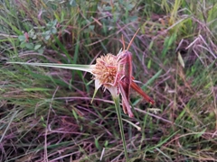 Schistocerca pallens