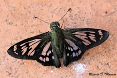 Phanus australis