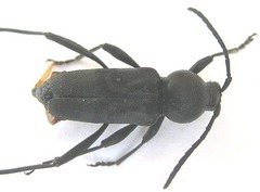 Plagionotulus westringii