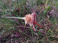 Schistocerca pallens