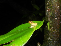 Dendropsophus parviceps
