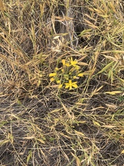 Bloomeria crocea crocea