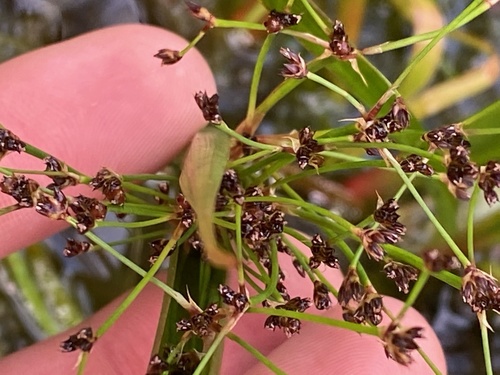 Juncus planifolius observed 2021-04-28