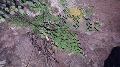 Adiantum tricholepis