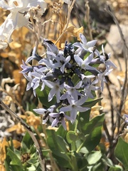 Amsonia jonesii