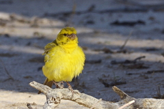 Crithagra flaviventris