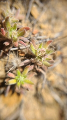 Chorizanthe cuspidata cuspidata