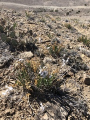 Amsonia jonesii