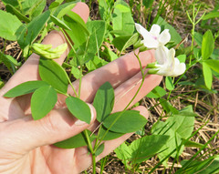 Lathyrus nevadensis cusickii