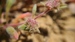 Chorizanthe cuspidata cuspidata