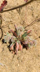 Chorizanthe cuspidata cuspidata