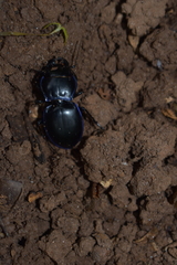 Pasimachus punctulatus