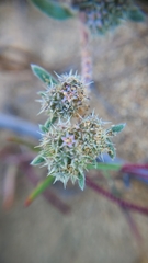 Chorizanthe cuspidata cuspidata