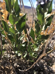 Amsonia jonesii