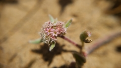Chorizanthe cuspidata cuspidata